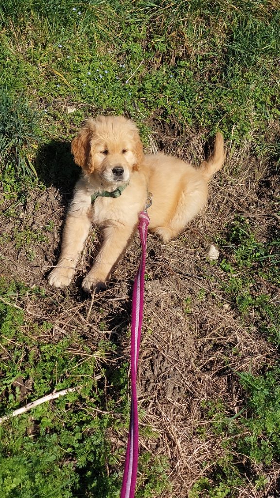 Urban legend puppys goldens love