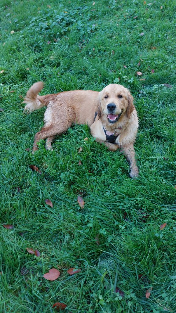 Urban legend puppys goldens love