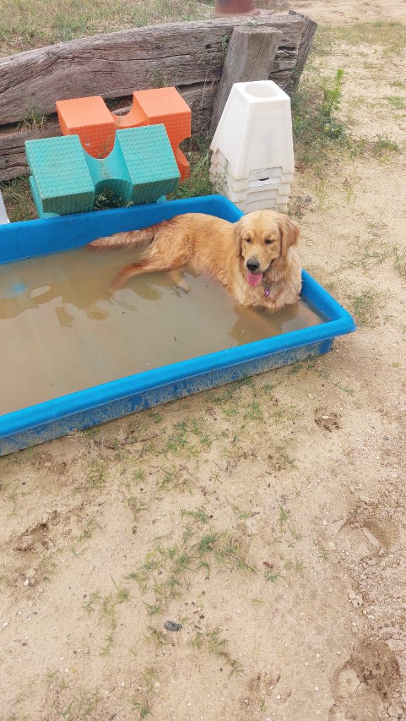 Urban legend puppys goldens love