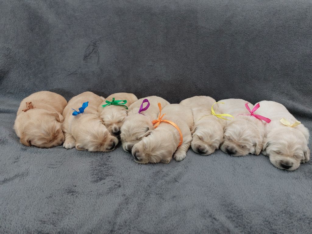 chiot Golden Retriever De L'Orégon De Romance