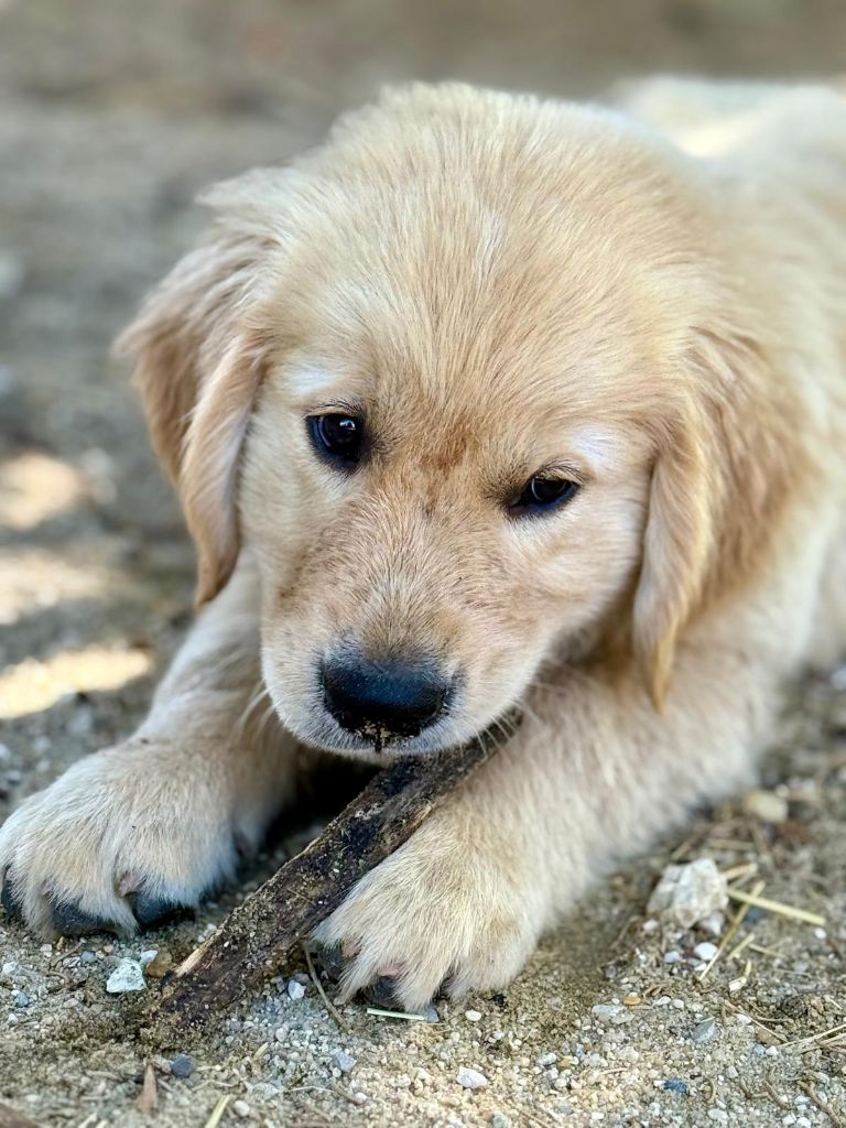 Alias brooklyn des puppys goldens love