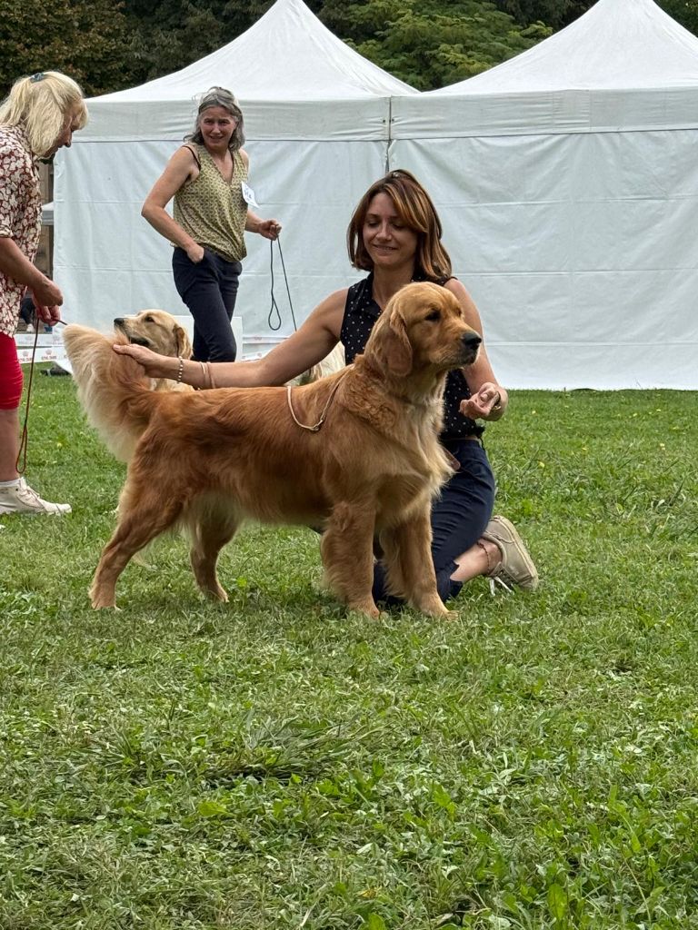 Urban legend des puppys goldens love