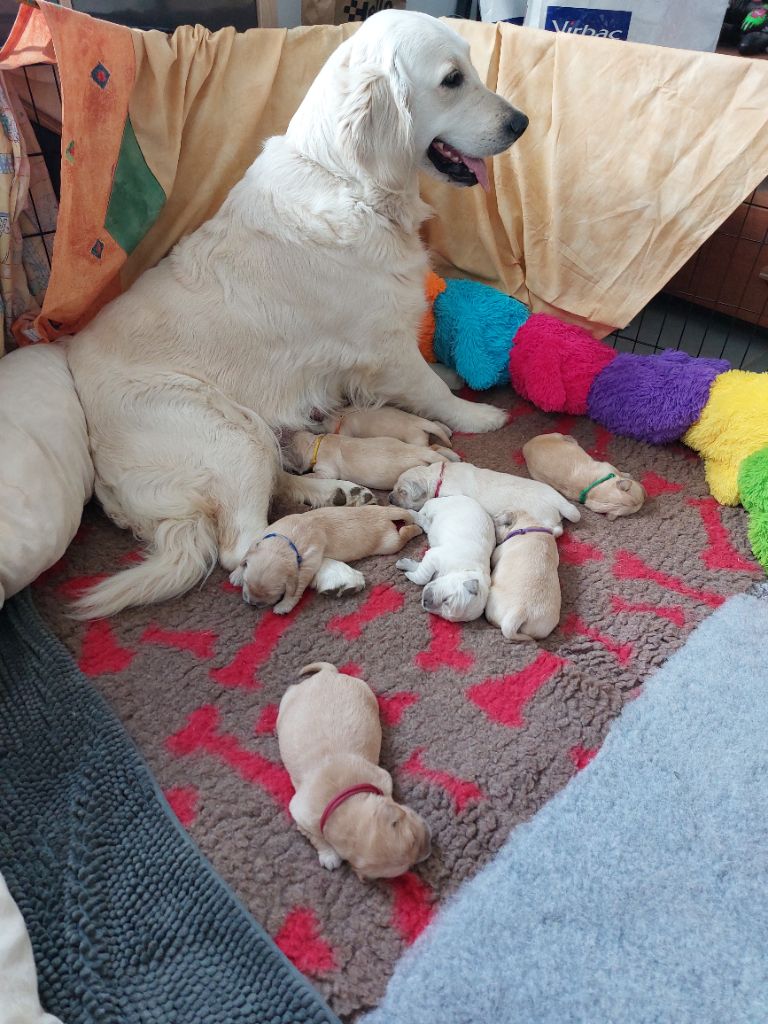 Chiots 2023 de Scarlett et Ranger Rocket