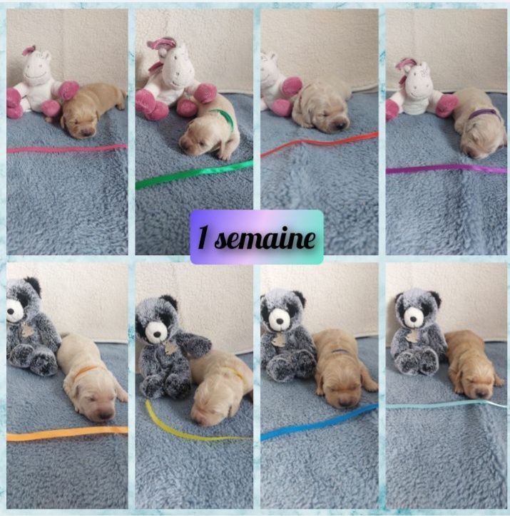 Chiots 2025 Scarlett et Ranger Rocket
