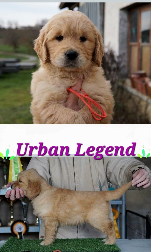 Urban legend des puppys golden love