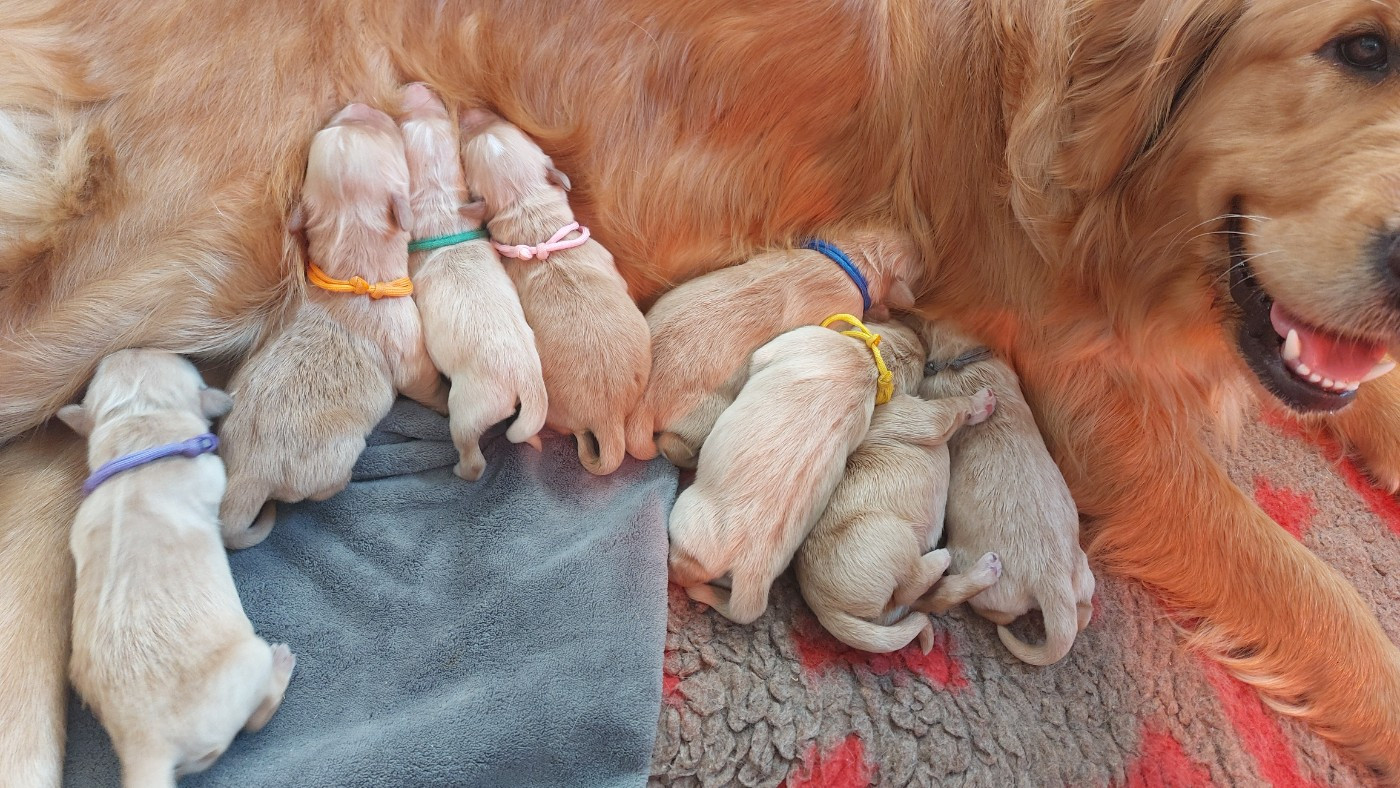 Chiot Golden Retriever De L'Orégon De Romance