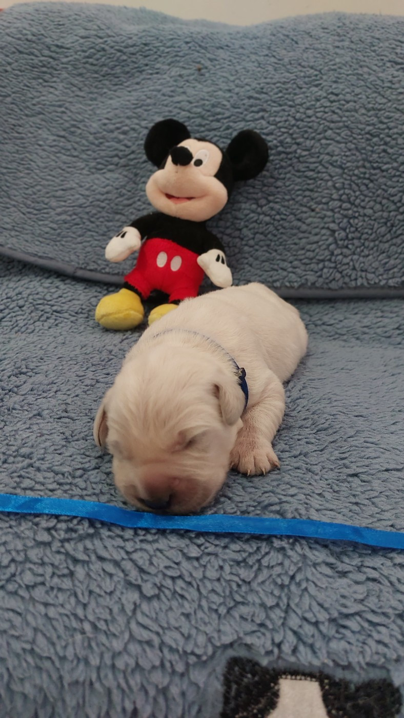 De L'Orégon De Romance - Chiots disponibles - Golden Retriever