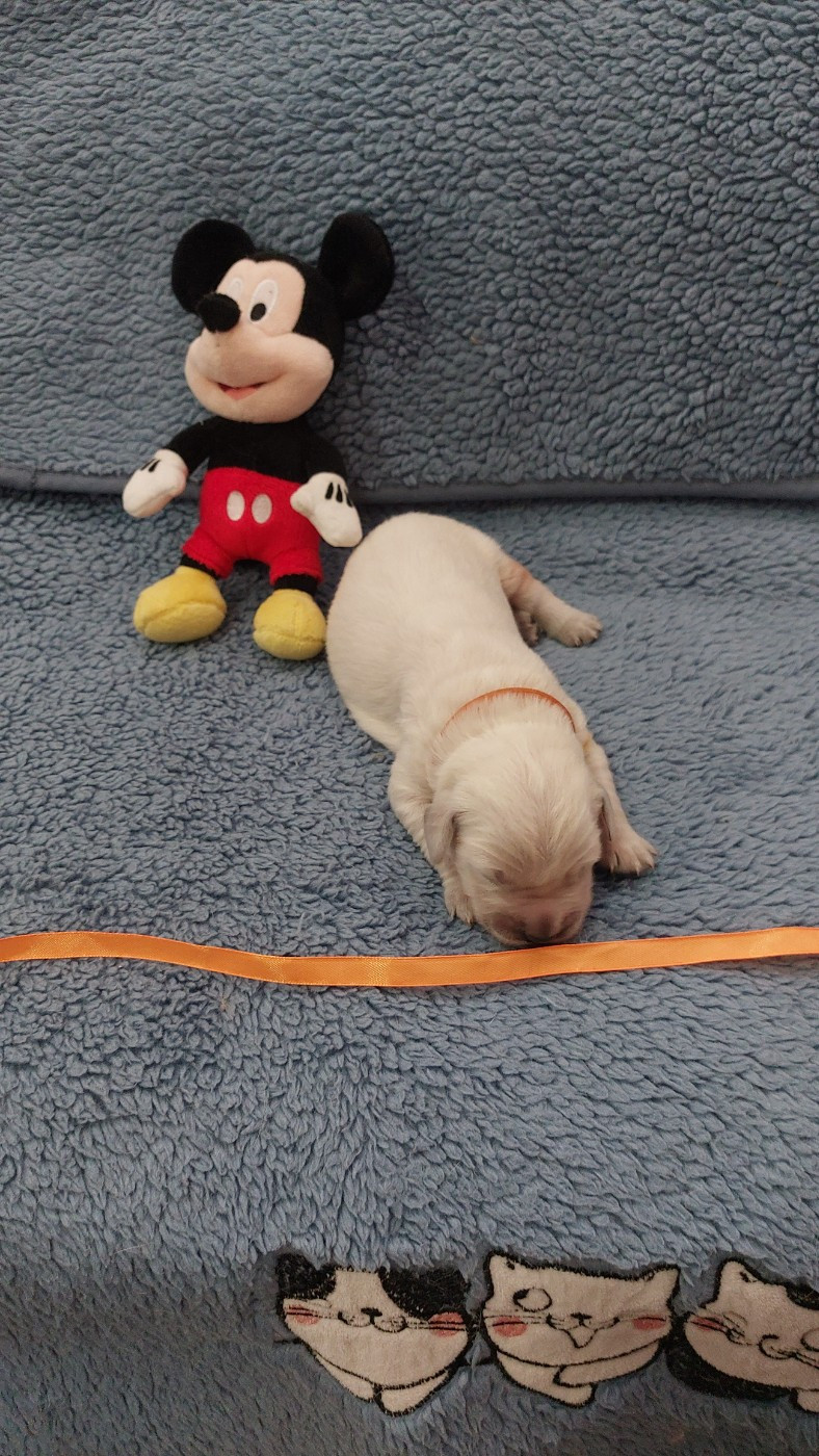 De L'Orégon De Romance - Chiots disponibles - Golden Retriever