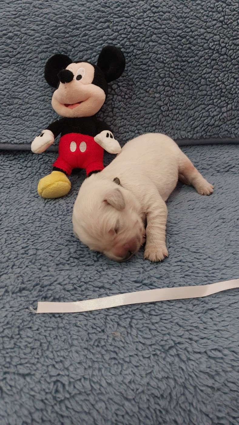 De L'Orégon De Romance - Chiots disponibles - Golden Retriever