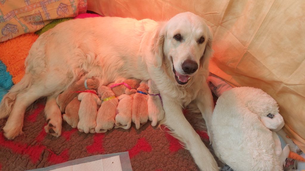 Chiot Golden Retriever De L'Orégon De Romance