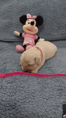 Miss rose